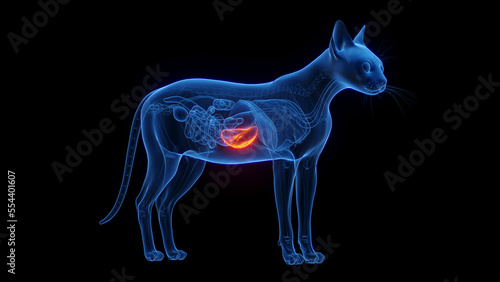 3D medical illustration of a cat s spleen