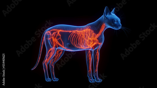 3D medical illustration of a cat's cardiovascular system