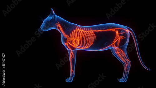3D medical illustration of a cat's cardiovascular system © Sebastian Kaulitzki