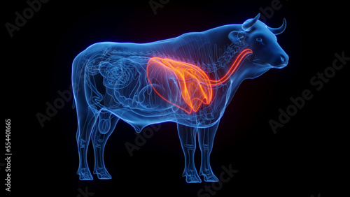 Wallpaper Mural 3D medical illustration of a cow's lungs Torontodigital.ca