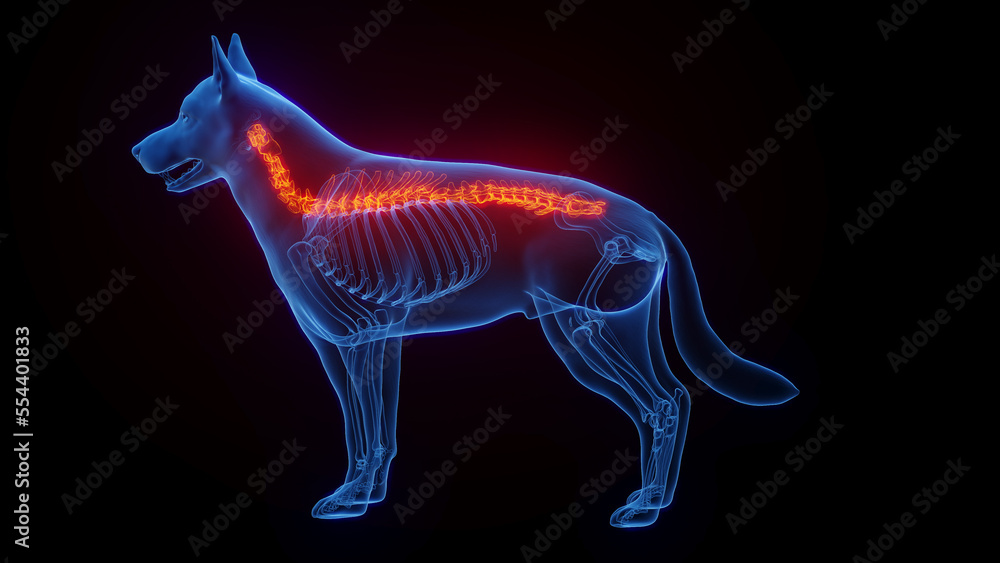 3D medical illustration of a dog's spine 3D medical illustration of a dog's spine