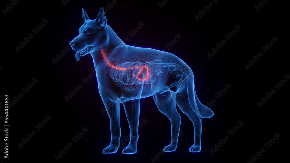 3D medical illustration of a dog's stomach and esophagus Stock