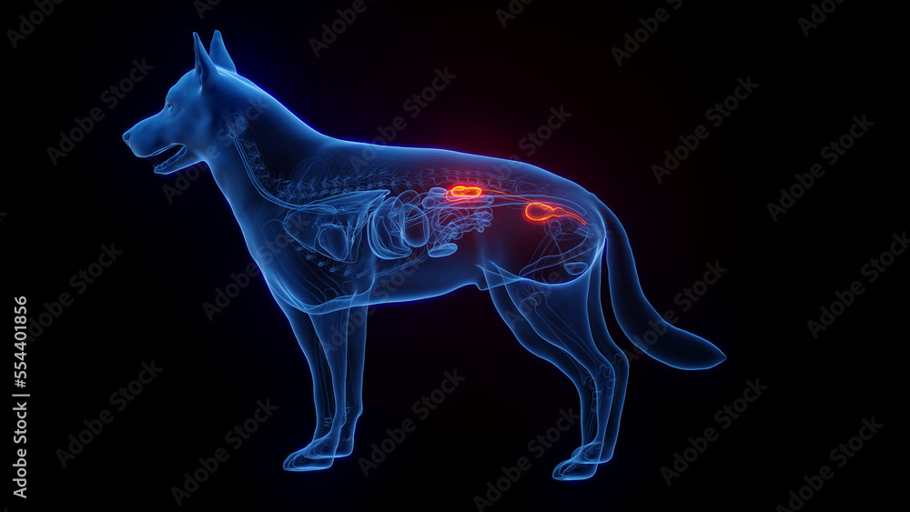 3D medical illustration of a dog's urinary system 3D medical illustration of a dog's urinary system