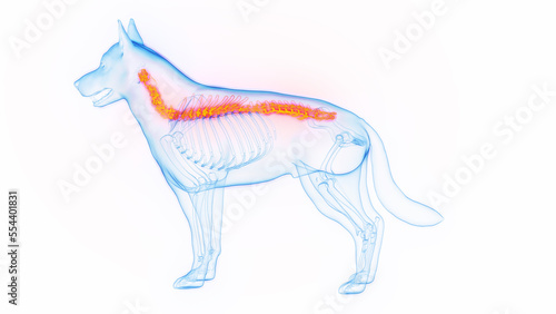 3D medical illustration of a dog s spine