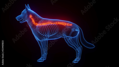 3D medical illustration of a dog's spine © Sebastian Kaulitzki
