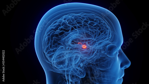 3D medical illustration of a man's amygdala photo