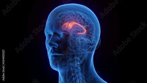 3D medical illustration of a man's caudate nucleus photo