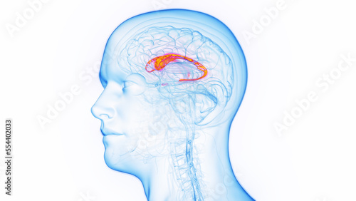 3D medical illustration of a man's caudate nucleus