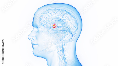 3D medical illustration of a man's hypothalamus photo