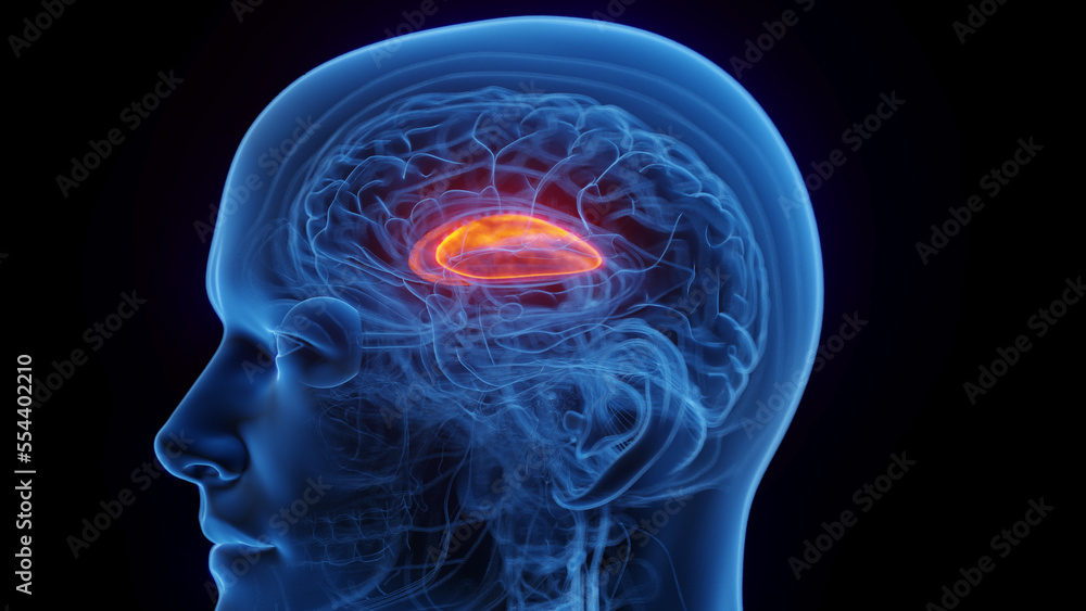 3D medical illustration of a man's putamen 3D medical illustration of a man's putamen