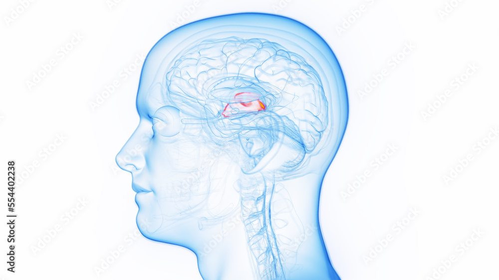 Obraz premium 3D medical illustration of a man's thalamus