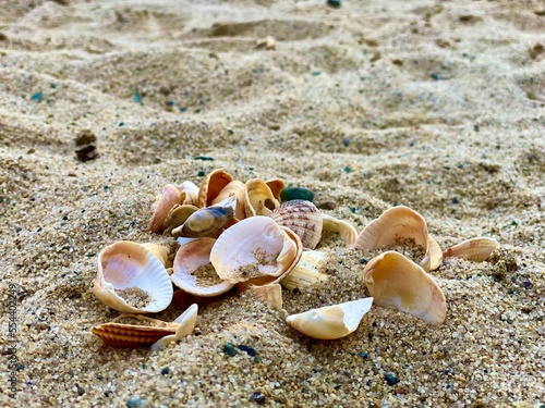 shell on the beach © Vasily.Ryabov