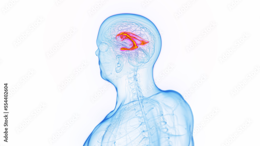 3D medical illustration of a man's lateral ventricle