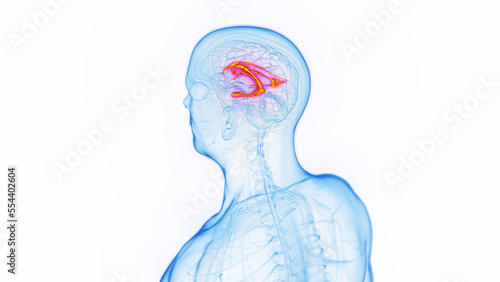 3D medical illustration of a man's lateral ventricle photo