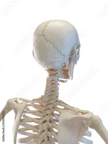 3d medical illustration of the skeletal structure of a man's upper torso
