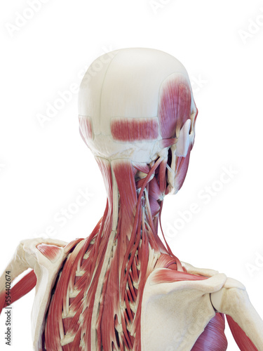 3d medical illustration of man's deep neck muscles