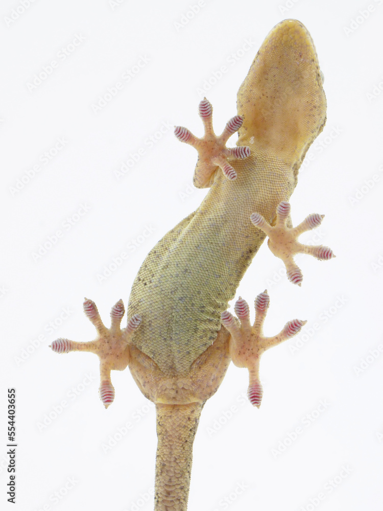 窓の外に張り付くニホンヤモリ