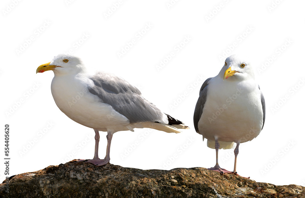 Two seagulls on a rock isolated on transparent background, PNG.
