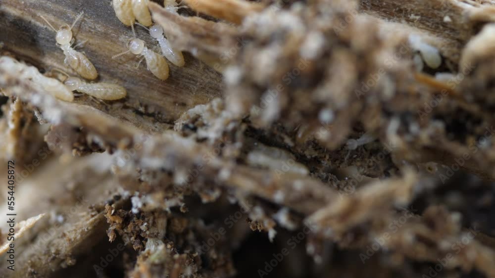 木の隙間から見える多数のシロアリ