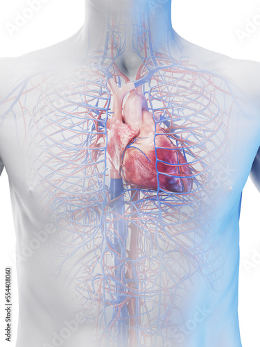 3d medical illustration of a man's cardiovascular system