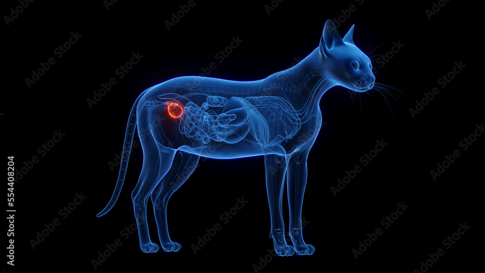 3D medical illustration of a cat's urinary bladder