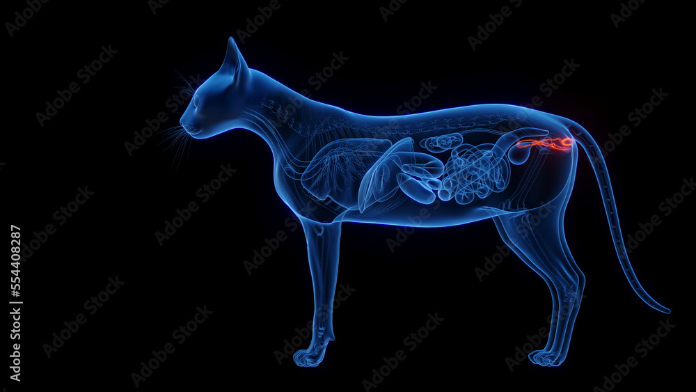 3D medical illustration of the reproductive system of a female cat 3D medical illustration of the reproductive system of a female cat