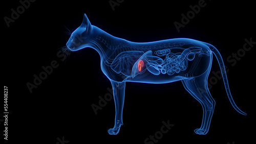 3D medical illustration of a cat s gallbladder