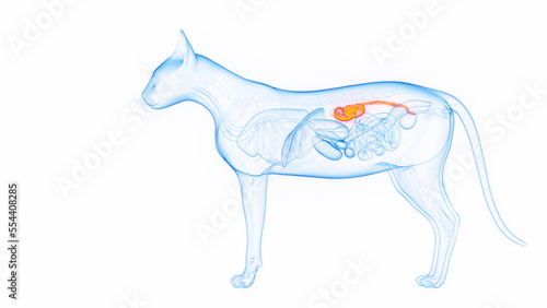Photography 3D medical illustration of a cat's kidneys