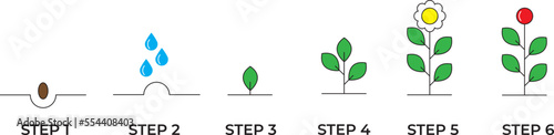 Growing plant stages. Seeds, watering step, sprout and flower, grown plant. House or outdor plant. Line style flat illustration of plant with leaves, flowers and fruit. Thin lines. Grow process