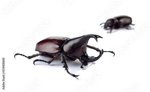 Beetle,Rhinoceros beetle, Rhino beetle, Hercules beetle, Unicorn beetle, (Dynastinae) photo