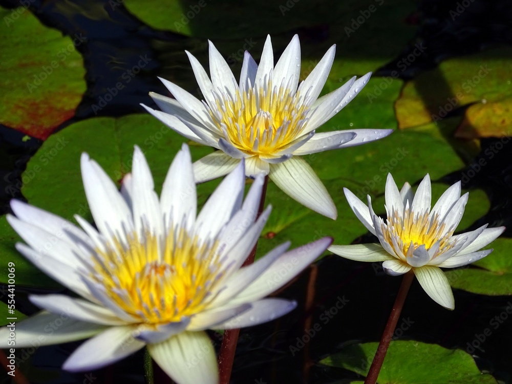 スイレンドーベンの花三輪 スイレンドーベンの花三輪