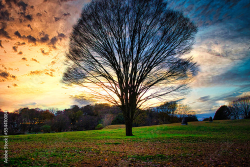 晩秋から初冬の頃 影絵のように美しい大きな裸木とさわやかな夕日を仰望