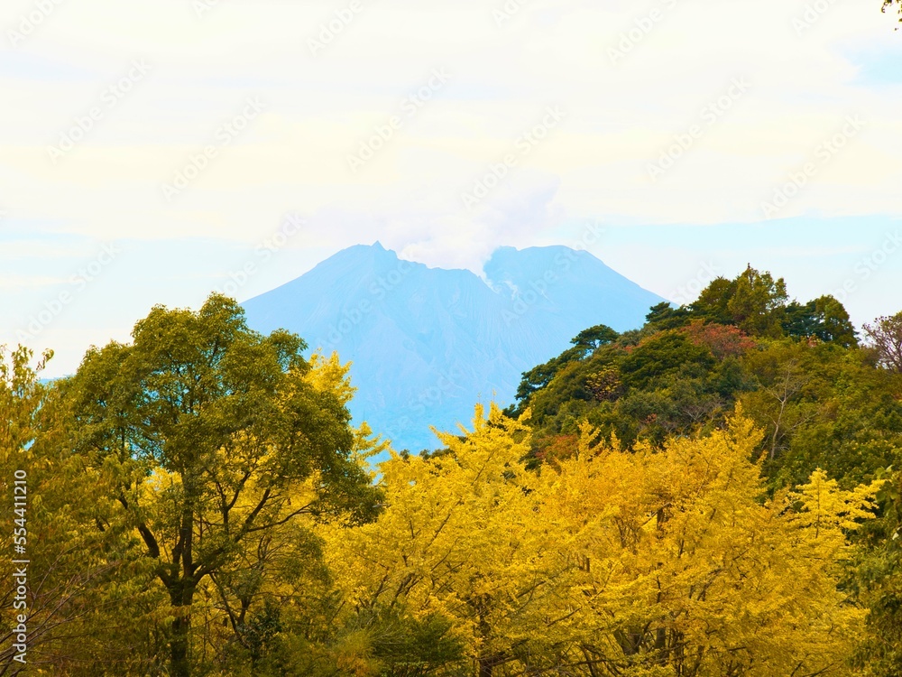 Obraz premium イチョウの間から見える桜島