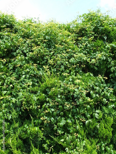 Wallpaper Mural ほかの植物に絡みつくヤブガラシ Torontodigital.ca