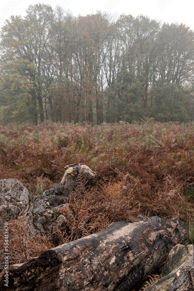 Moody atmospheric woodland Autumn Fall landscape image with mystical ethereal feel Moody atmospheric woodland Autumn Fall landscape image with mystical ethereal feel