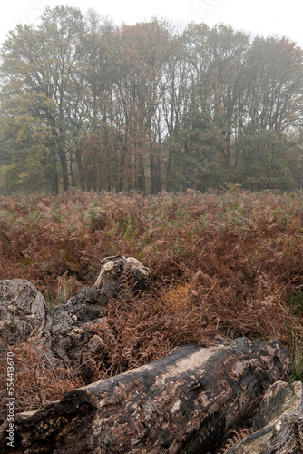 Wallpaper Mural Moody atmospheric woodland Autumn Fall landscape image with mystical ethereal feel Torontodigital.ca