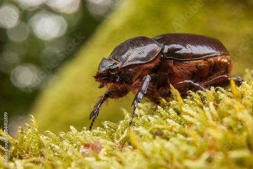 European rhinoceros beetle (Oryctes nasicornis), female © LIMARIO