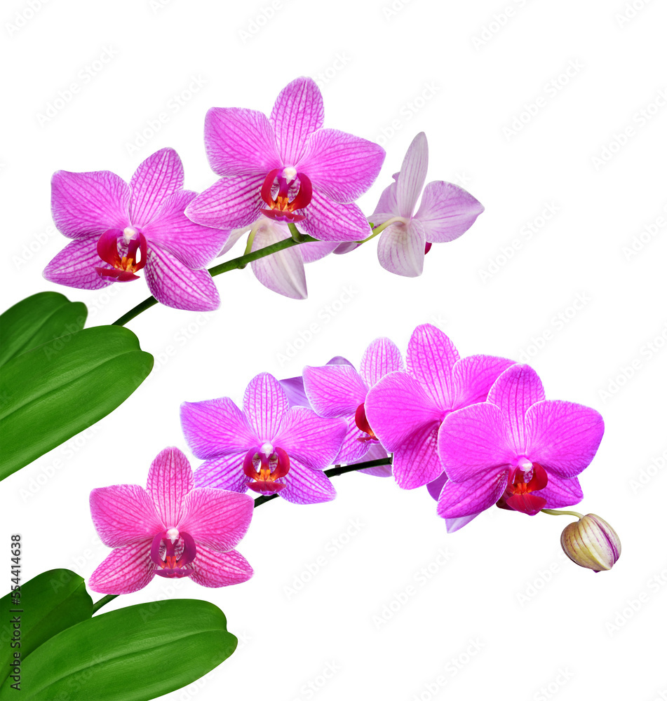Fototapeta premium Pink orchid isolated on transparent background, PNG.