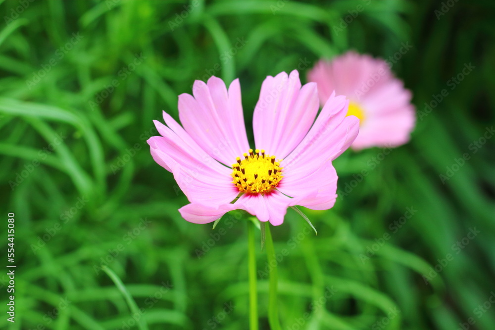 Pink Cosmos flower, sweet background, blurry flower background, light pink and deep pink cosmos Pink Cosmos flower, sweet background, blurry flower background, light pink and deep pink cosmos