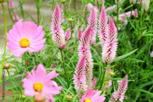 Close up view of chicken's comb flower (celosia)