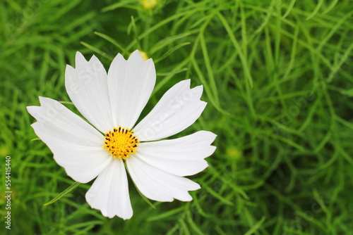 White Cosmos flower, sweet background, blurry flower background