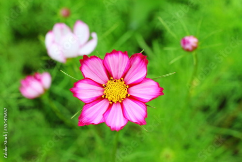 Pink Cosmos flower  sweet background  blurry flower background  light pink and deep pink cosmos