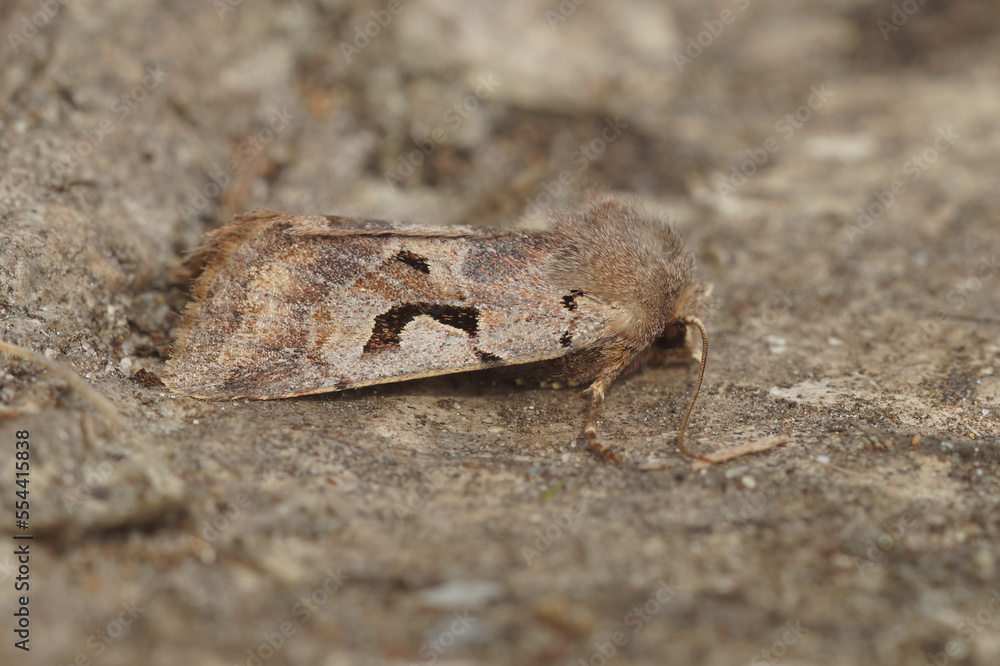 Closeup on the Hebrew Character owlet moth, Orthosia gothica, sitting on wood Closeup on the Hebrew Character owlet moth, Orthosia gothica, sitting on wood