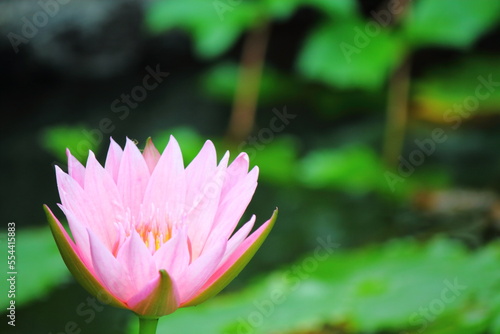 Tropical Water Lily "Pink Platter" in a pond