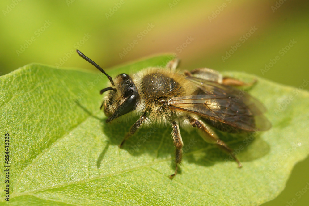 Closeup on a female Mellow miner, Andrena mitis resting on a green leaf Closeup on a female Mellow miner, Andrena mitis resting on a green leaf