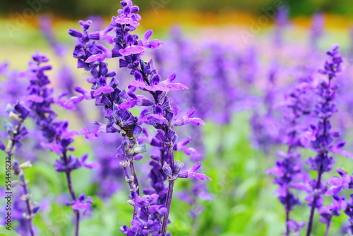 Blue Salvia in a garden