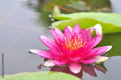 close up pink lotus flower in basin.shooting on naturler daylight green leaves background 