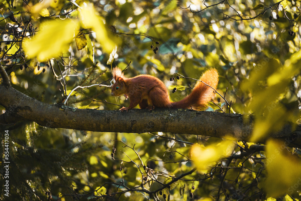 Obraz premium Squirrel 1