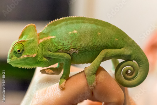 Beautiful young Yemen chameleon with curled tail on one hand © Monodio Photography