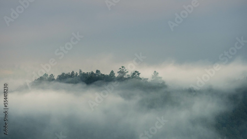 beautiful fog landscapes background with trees on morning.